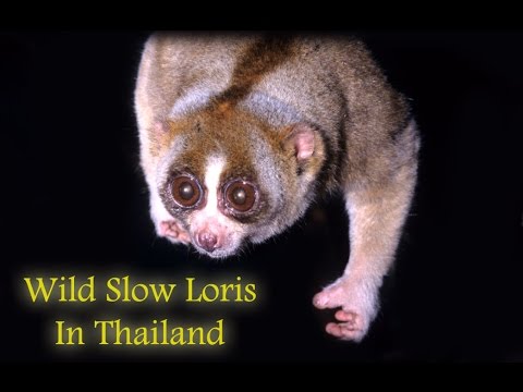 Rare Footage of a WILD Slow Loris in Thailand