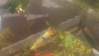 Mixed Fish and Koi Pond May 2017