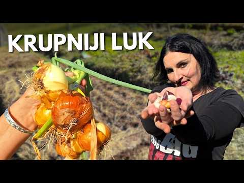 Planting Onions for Bigger Yields in 2026