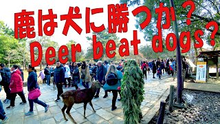 Re: [情報] 漫畫家：遊客暴增 奈良鹿不理煎餅