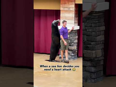 Sea lion doing WHAT?! 🤯 #fyp #viral #funny #sealion #aquarium