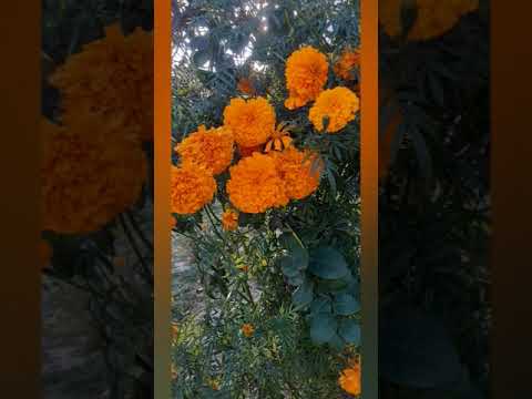Flowers #nature #enjoythenatureoftheworld #shortsvideo #subscribemychannel