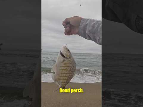 EASIEST way to catch fish from the SoCal Surf!