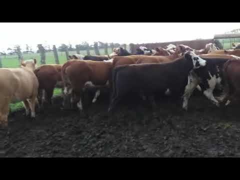 Lote 55 Terneras 28 HE,  21HExAA,  3HExNO,  2CH,  1AA 248kg -  en Ruta 12 Km 56 a 15Km de Ombues y 11 de Palo Soso