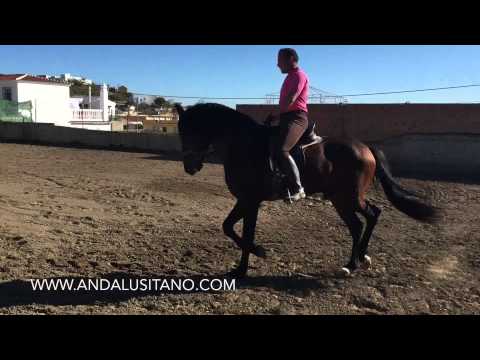 Andalusian horses for sale