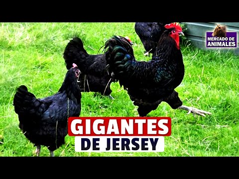 , title : 'Raza De Gallinas Gigantes De Jersey'