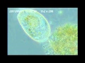 VitaCharm Micro World