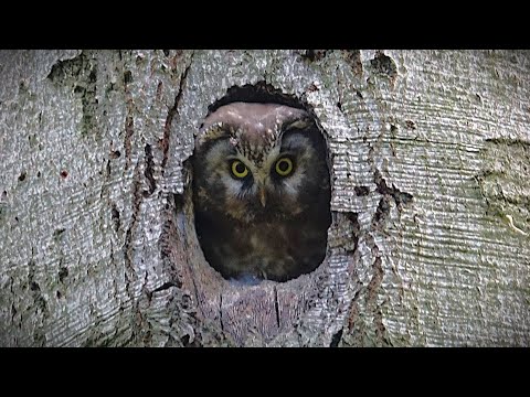 Pôtik kapcavý (Aegolius funereus) — slovenská nahrávka, sýc rousný