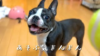 病院のあとは家で戯れるとする