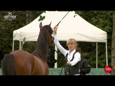 N.106 SHALINA EL JYAR - Strohen 2019 C European - Yearling Fillies (Class 3)