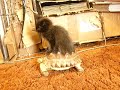 Gatito montando una tortuga