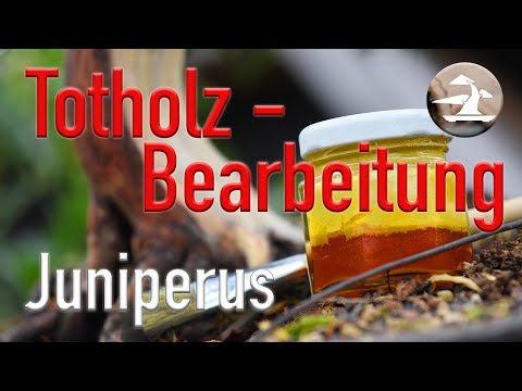 Wacholder zum Bonsai gestalten! Part 1; Juniperus Chinensis