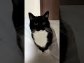 He S Too Cute To Be A Real Cat Catsofyoutube Sillycat Uni