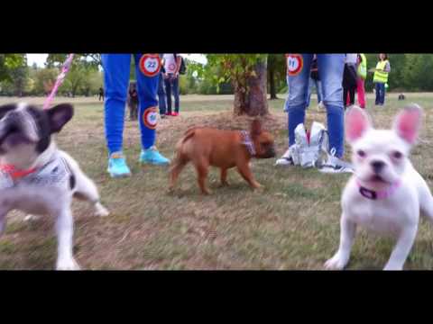 BG Drone - Sofia Puppy Parade
