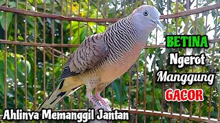 Download lagu Perkutut Betina Memanggil Jantan - SUARA MEMANGGIL || The female turtle dove calls the male mp3