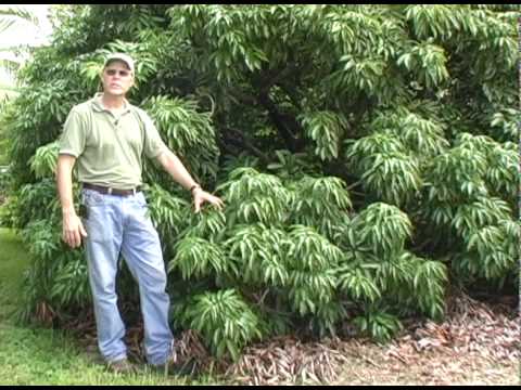 A02 Strategy for lychee flowering in the following spring