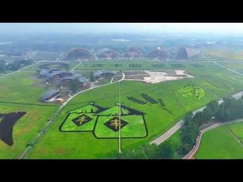 Comemore uma boa colheita com a arte de um campo de arroz gigante em Chengdu, província de Sichuan