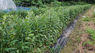 슈퍼안산참깨 장마철 후기 관리방법 및 역병,흰가루병방제