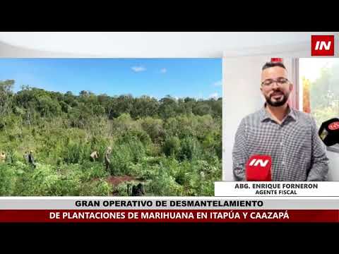 DESTRUYEN NUEVE HECTÁREAS DE SUPUESTA MARIHUANA EN ALTO VERÁ