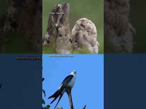 En noviembre, vení a Volar a #misiones