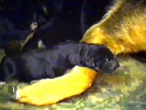 August 1994 Breaza City