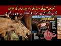 Horse Colic Symptoms Diarrhea In Horses Most Common Health Problems In Horses And Treatment