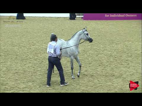 N.103 SALEEL - 2019 Qatar Nat. Peninsula show - Colts 2 Years Old (Class 5) .mp4