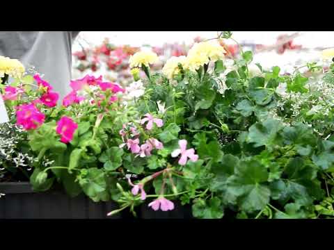 Balkonglåda. Så lyckas du!