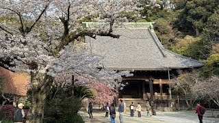 春の鎌倉花見散歩🌸 本覚寺と妙本寺の満開桜と美しい光景 Cherry Blossom Viewing in Kamakura, from Hongakuji & Myohonji | 4K