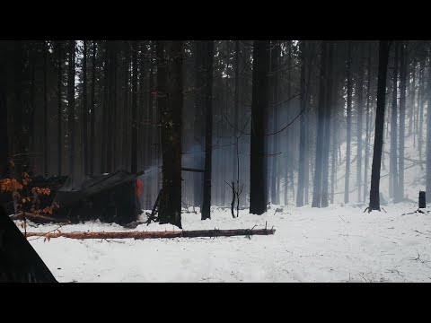 Ieșire de iarnă în pădure