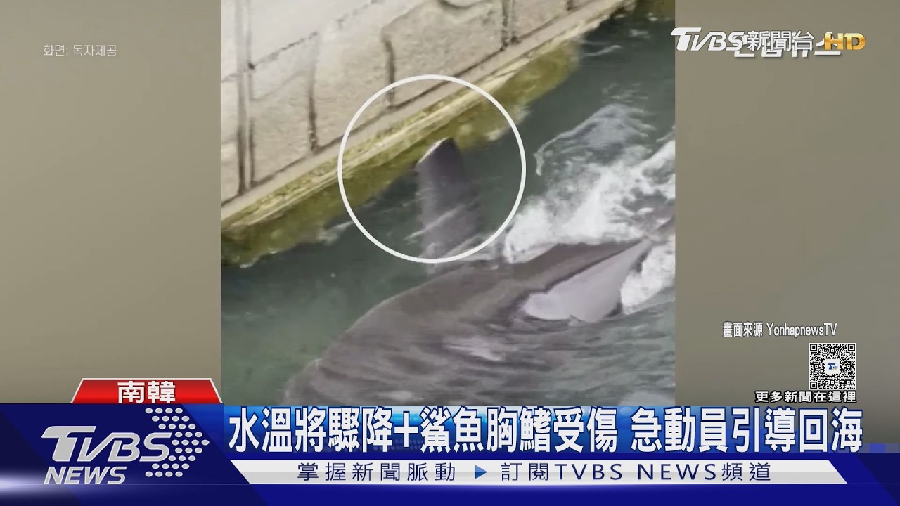 影音／釜山鯊魚「小北港」困水道受傷！陸海空大動員　第三度救援終成功