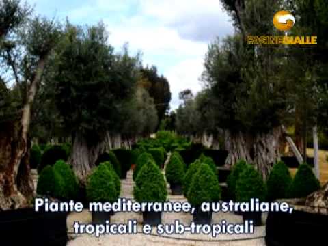 TORSANLORENZO GRUPPO FLOROVIVAISTICO ARDEA (ROMA)