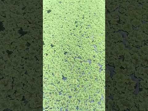 rumput azolla sudah mulai kekurangan pupuk #shorts