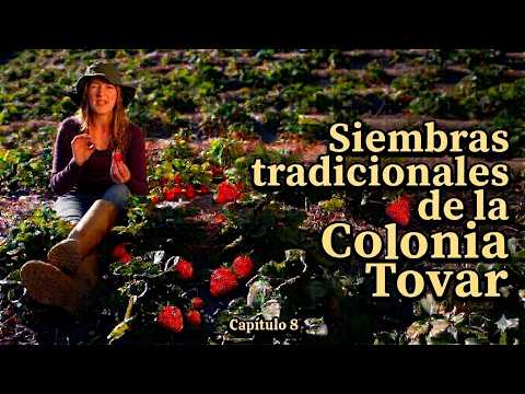 #SIEMBRAS TRADICIONALES DE LA COLONIA TOVAR.