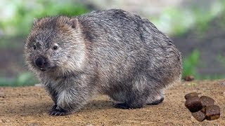 Wombat - Feces