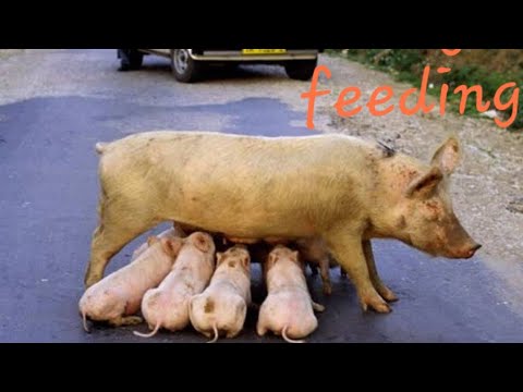 ANIMALS FEEDING THEIR BABIES, Funny Firm  Animal Videos,  wild, food, UTTAM #animals #animal