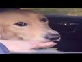 Top 5 Dog Bite