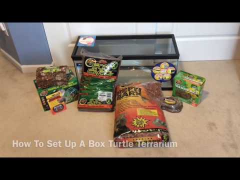 How To Set Up A Box Turtle Terrarium