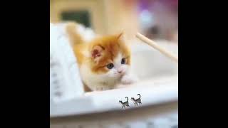 cute cat  Whatsapp status  Short videos  sinhala  
