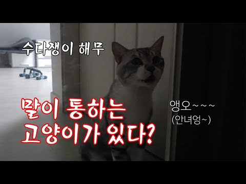 고양이랑 대화하기(Talking Cat Hemu)