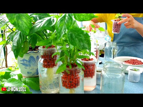 , title : 'Try Growing Vegetables in Glass Jars - Without Soil | Hydroponic Gardening In The Balcony Garden.'