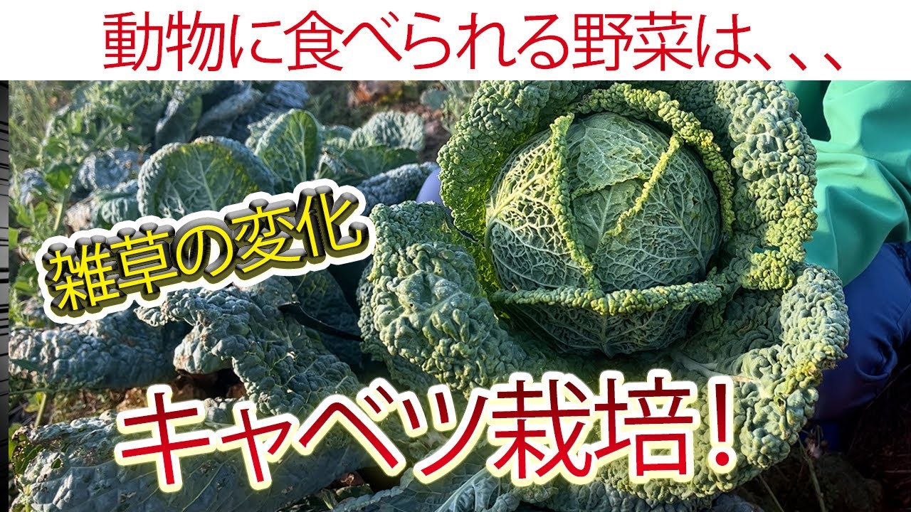 自然栽培のキャベツ定植と土の成熟サイン