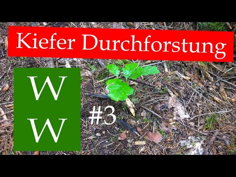Waldbau #5 Kiefer Durchforstuhng #2