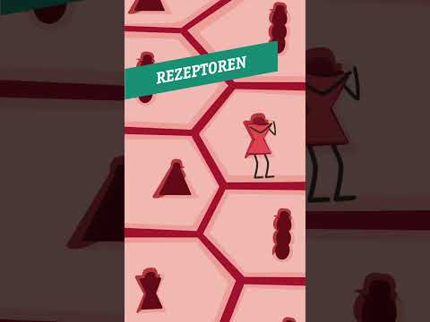 Schon gewusst? | Hormone – so beeinflussen sie uns #hormone