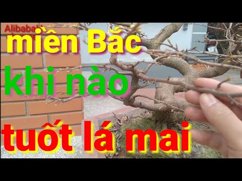 Time to strip apricot leaves in the North for apricot trees to bloom in time for Tet, Northern Te...