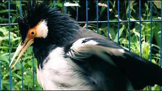 Download lagu Burung Jalak Suren Isian Kreasi Gacor Full Isian Tembakan Mewah Cililin Asli mp3 Download lagu Burung Jalak Suren Isian Kreasi Gacor Full Isian Tembakan Mewah Cililin Asli mp3