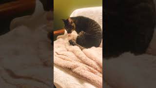 ダリの日課/Cat grooming (daryl tabby)
