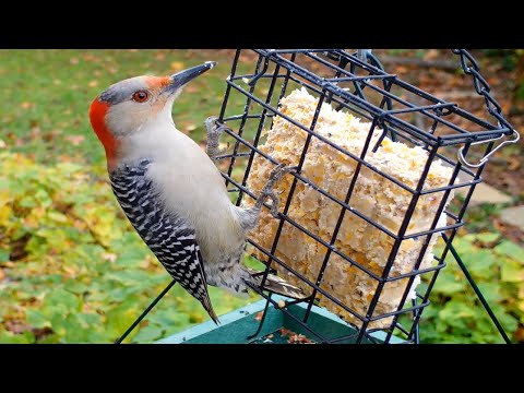 #birdwatching #fall #asmr Red Bellied Woodpecker Eats Delicious Suet