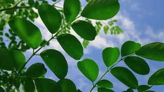 Fresh Moringa Oleifera Leaves in the Plant Field