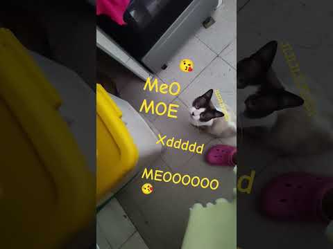 mi gato 🐱😺